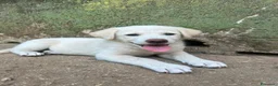 Meticcio cani in regalo: Luce cerca casa 💞 - Annuncio 7