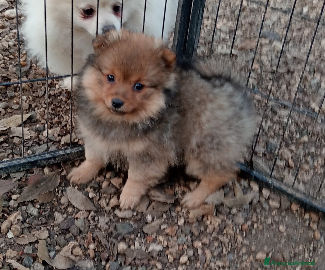 Spitz cani in vendita: Cucciole di Spitz Piccolo  - Annuncio 1