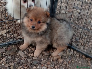 Spitz cani Cucciole di Spitz Piccolo - Annuncio 1