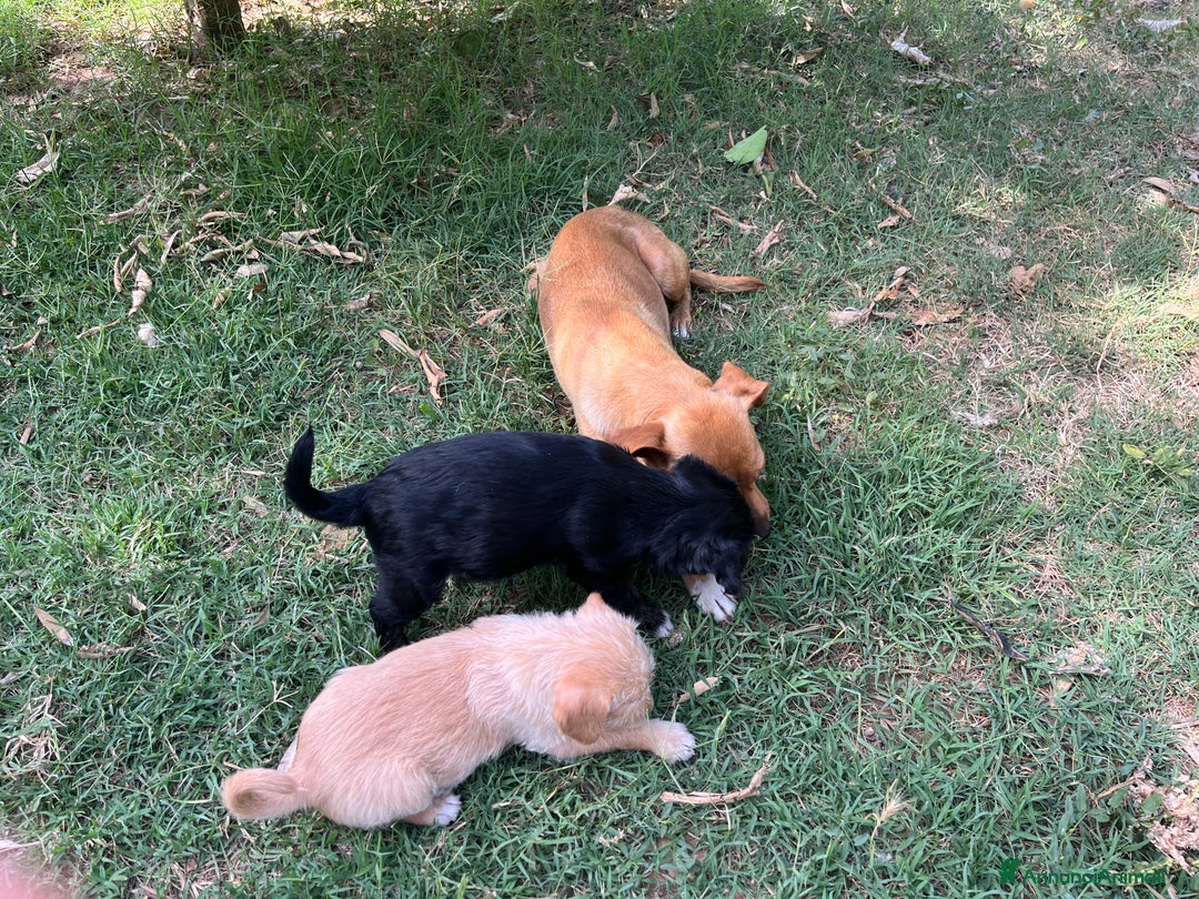 Altre razze cani in regalo: cuccioli incroccio pincher a Provincia di Sassari - Immagine 7