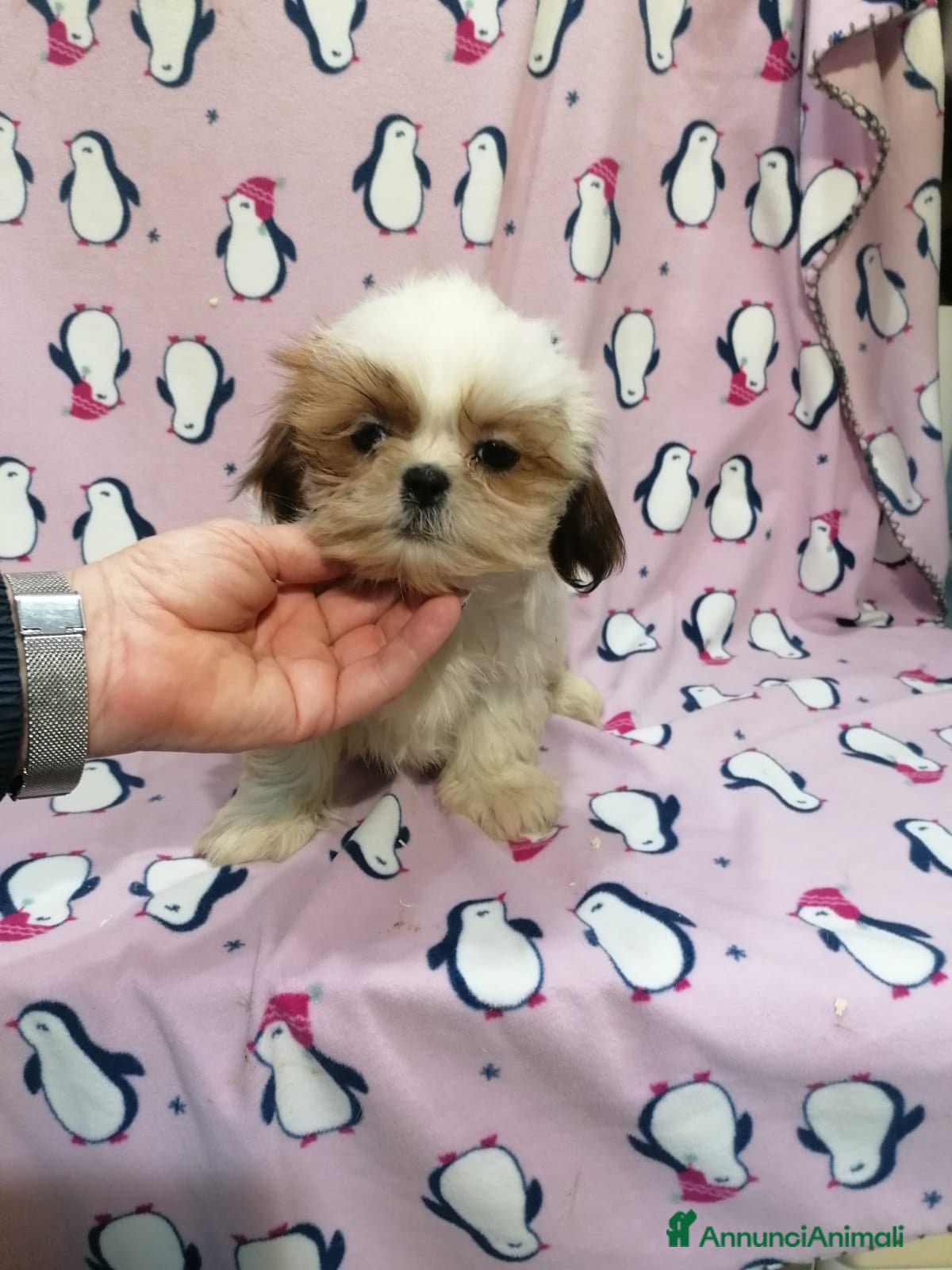 Shih Tzu cani Shih Tzu Imperiale cucciola femmina - Annuncio 14