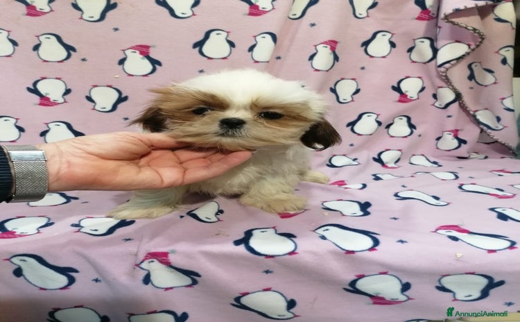 Shih Tzu cani - Annuncio 3