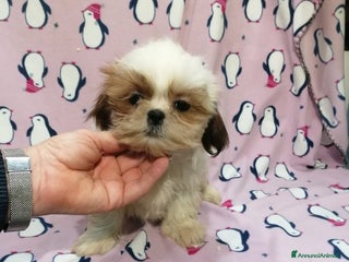 Shih Tzu cani Shih Tzu Imperiale cucciola femmina - Annuncio 21