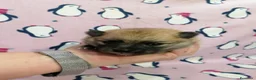 Volpino Pomerania cani in vendita: Volpino nano cuccioli - Annuncio 10