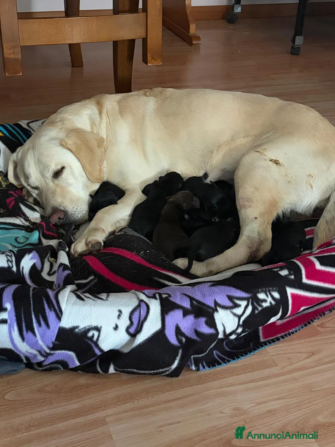 Labrador cani in vendita: Cuccioli di labrador  a Provincia di Biella - Annuncio 3
