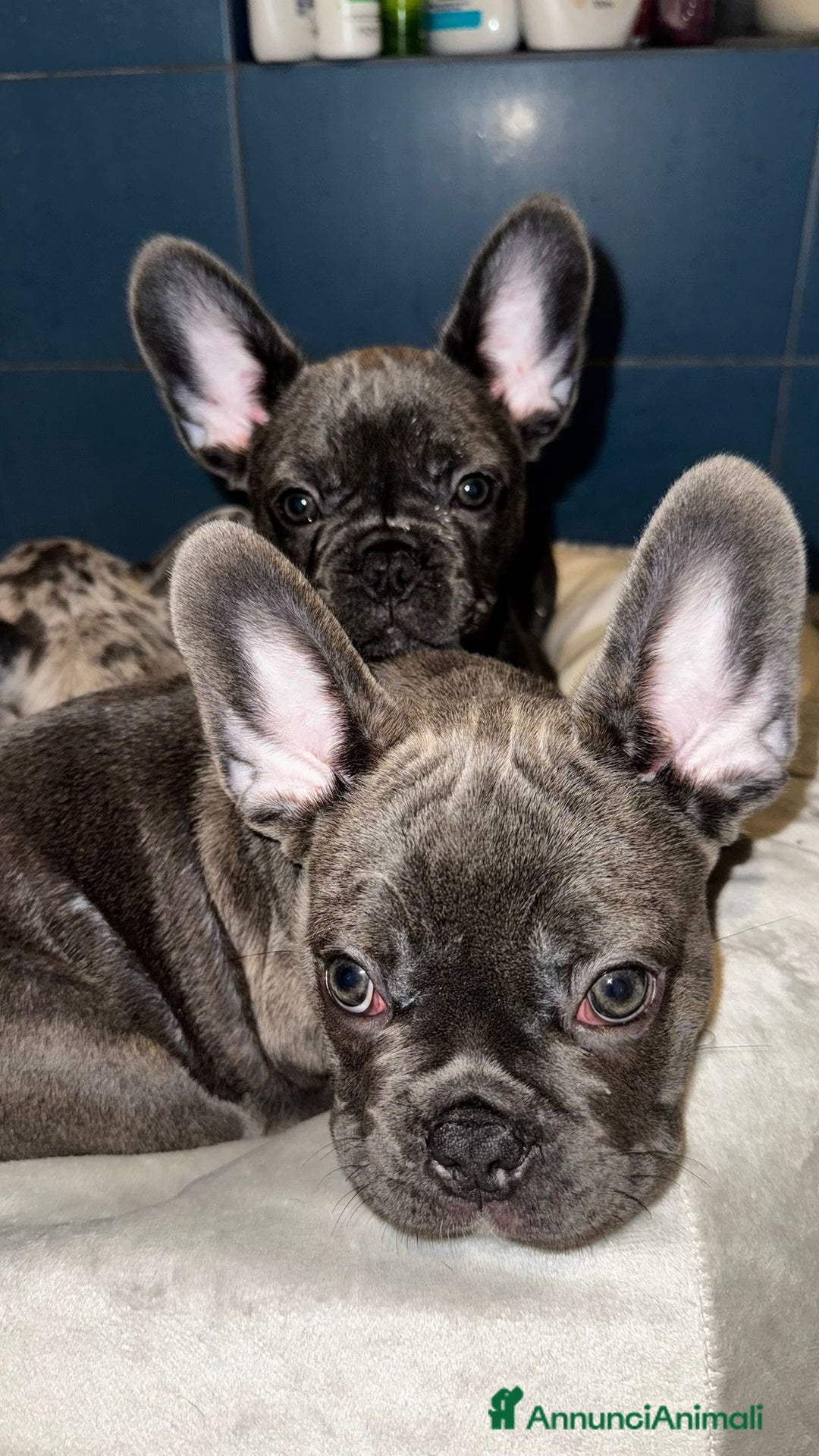 Bulldog Francese cani in vendita: Bulldog francese  - Annuncio 2