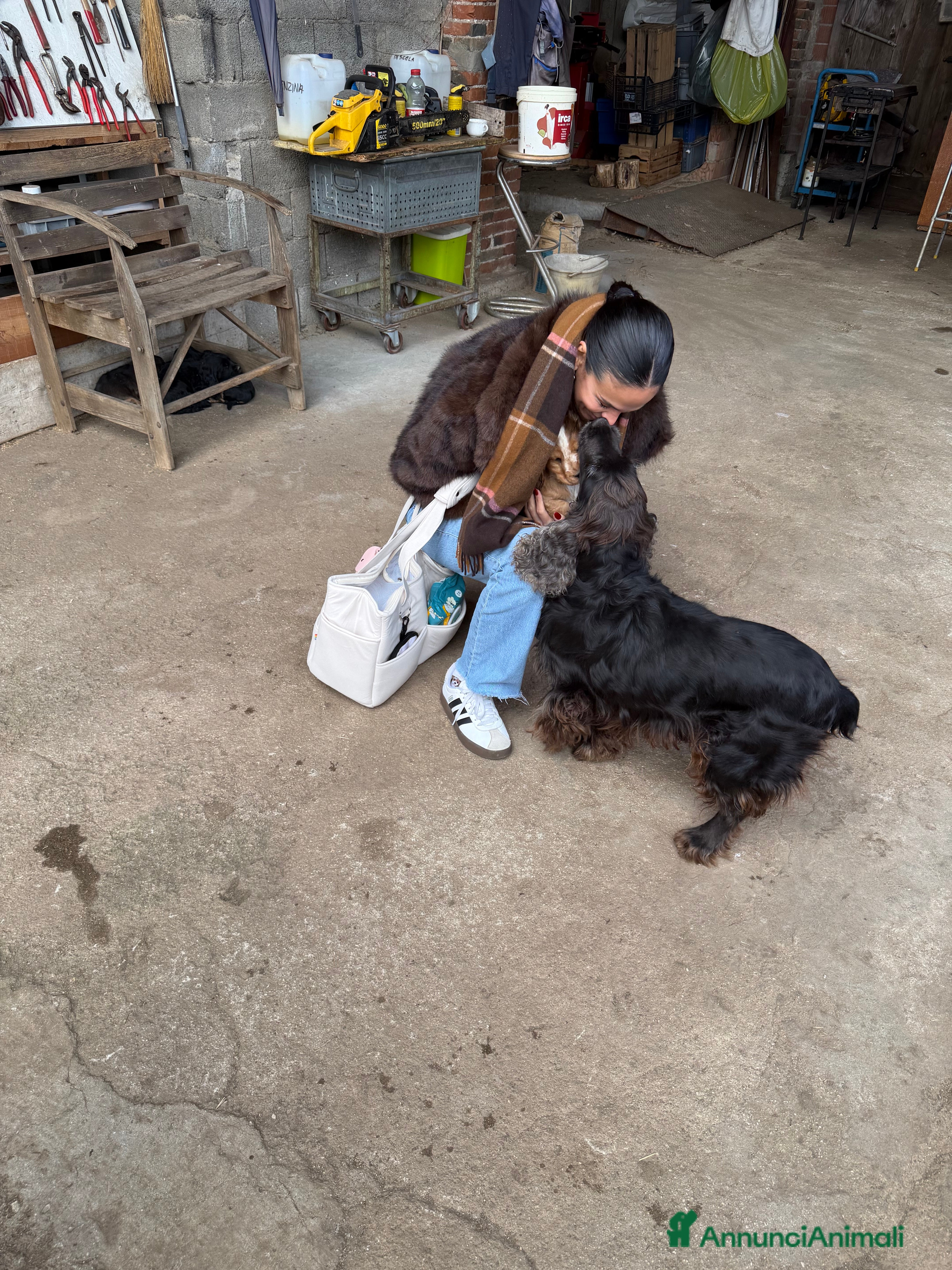 Cocker cani Cuccioli di Cocker Spaniel  - Annuncio 1