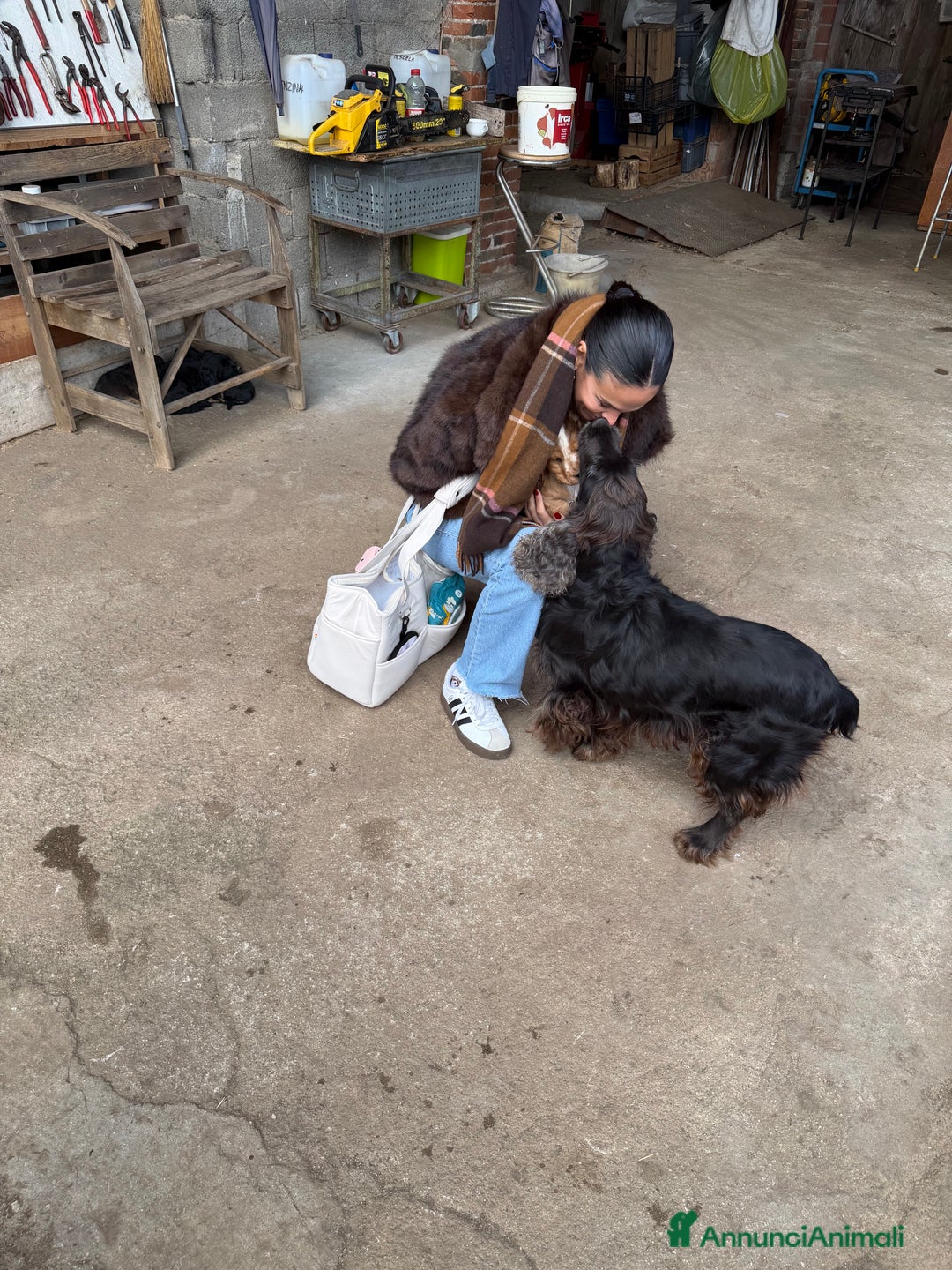 Cocker cani in vendita: Cuccioli di Cocker Spaniel  - Annuncio 1