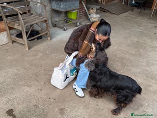 Cocker cani Cuccioli di Cocker Spaniel - Annuncio 17