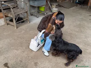 Cocker cani Cuccioli di Cocker Spaniel - Annuncio 39