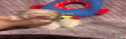 Chihuahua cani in vendita: Chihuahua cuccioli - Annuncio 11