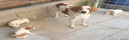 Breton cani in vendita: Breton cuccioli a Provincia di Perugia - Annuncio 3