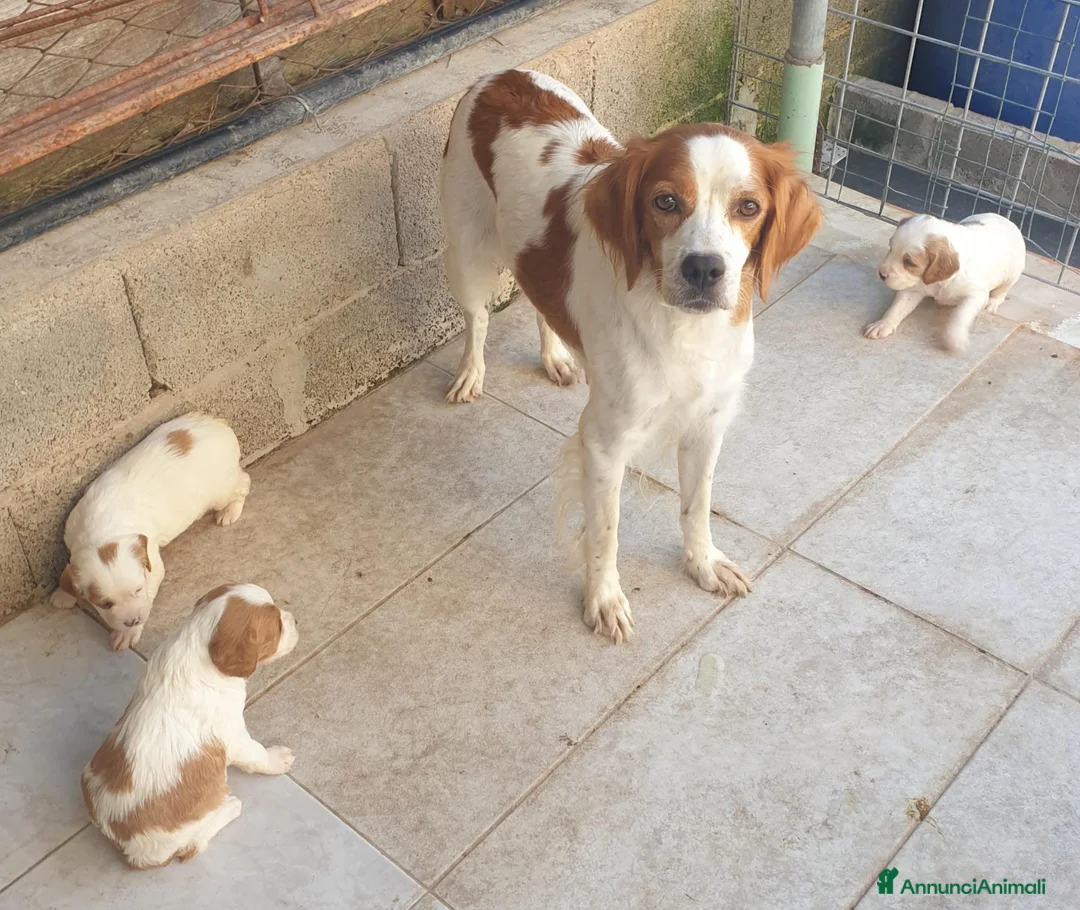 Breton cani in vendita: Breton cuccioli a Provincia di Perugia - Annuncio 3