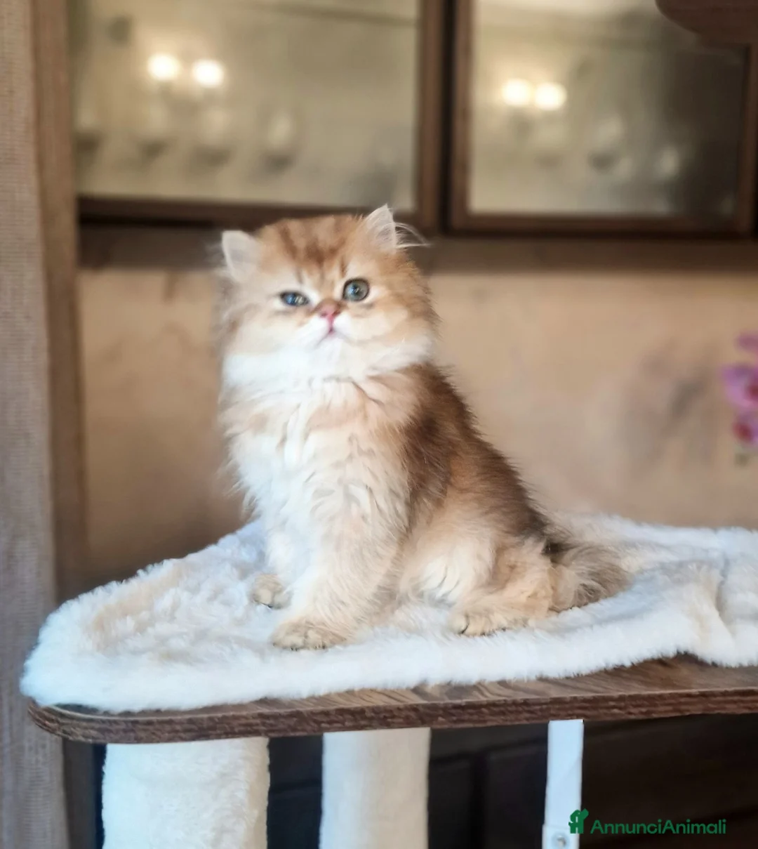 British gatti in vendita: British longhair Golden Maschio  - Annuncio 2
