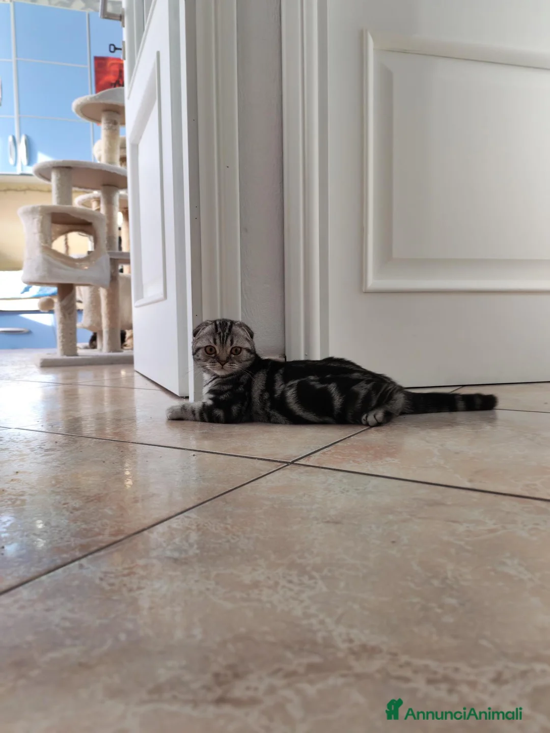 Scottish gatti in vendita: Gattini scottish fold  - Annuncio 6