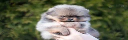 Volpino Pomerania cani in vendita: Volpini spitz pomerania toy - Annuncio 8