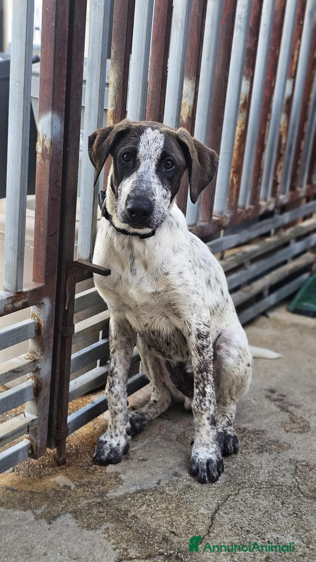 Meticcio cani in regalo: NOAH  - Annuncio 4