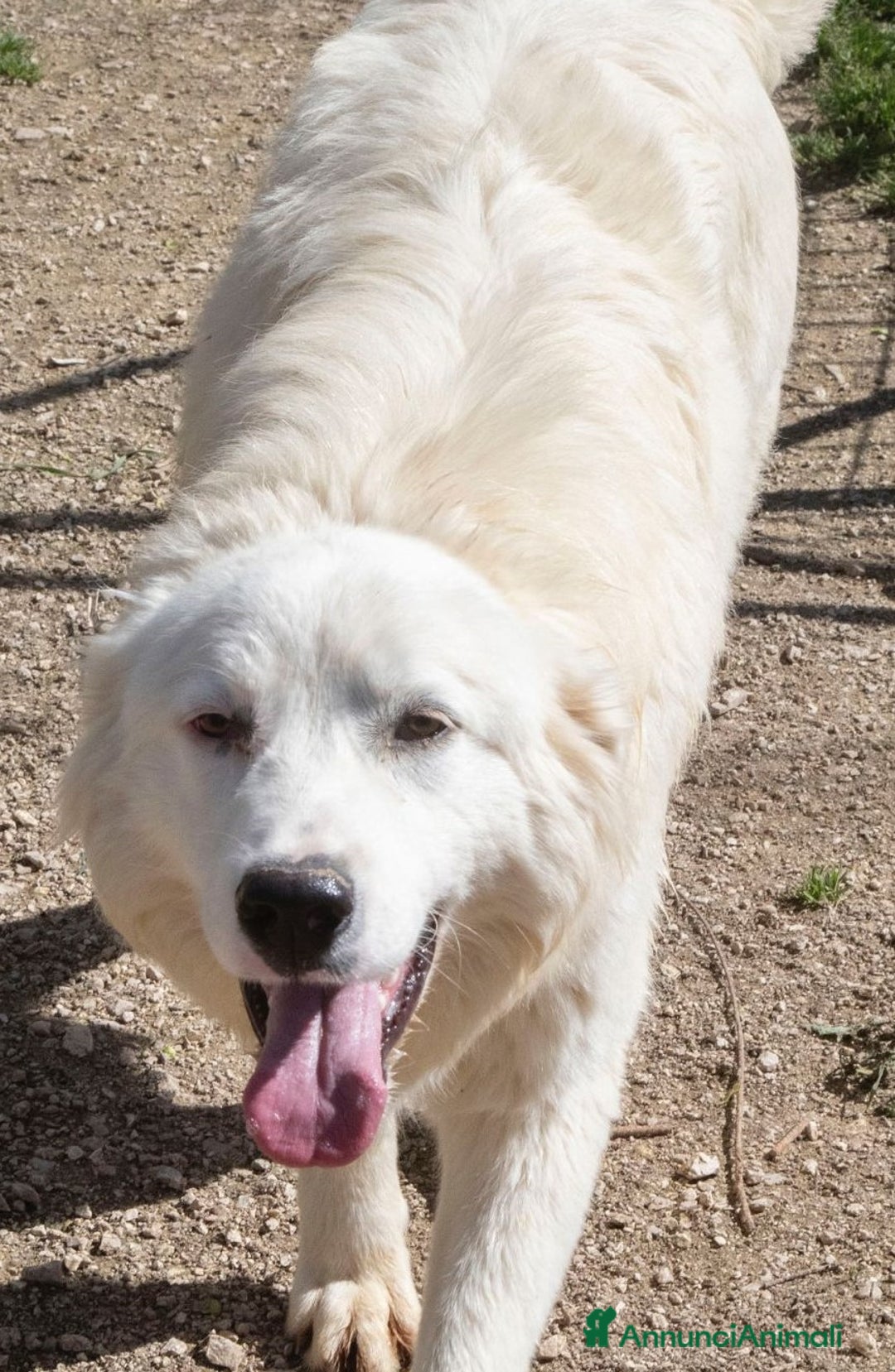 Meticcio cani in regalo: OSLO UN PATATONE DOLCISSIMO - Annuncio 1