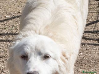 Meticcio cani OSLO UN PATATONE DOLCISSIMO - Annuncio 7