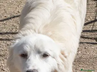 Meticcio cani OSLO UN PATATONE DOLCISSIMO - Annuncio 6