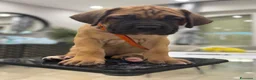 Cane Corso cani in vendita: VENDITA CUCCIOLA DI CANE CORSO - Annuncio 6