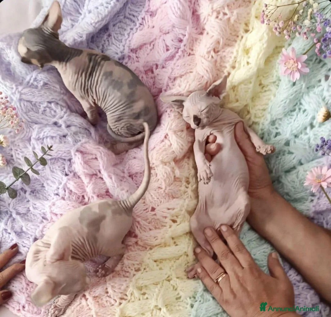 Sphynx gatti in vendita: Allevamento con affisso - Annuncio 2