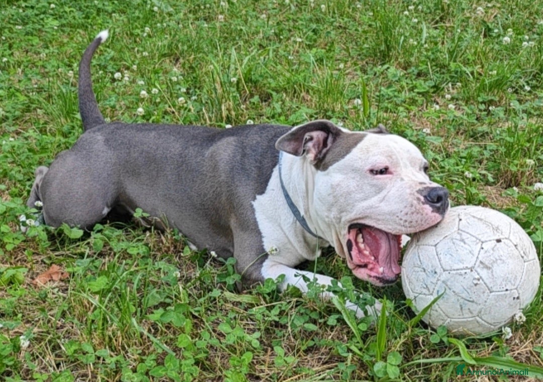 Pitbull cani per accoppiamento: Monta - Annuncio 22