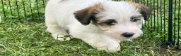 Jack Russell cani in vendita: Cucciolata jack Russell pelo ruvido pedigree - Annuncio 5