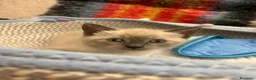 Siamese gatti in vendita: Siamesini Thai - Annuncio 3
