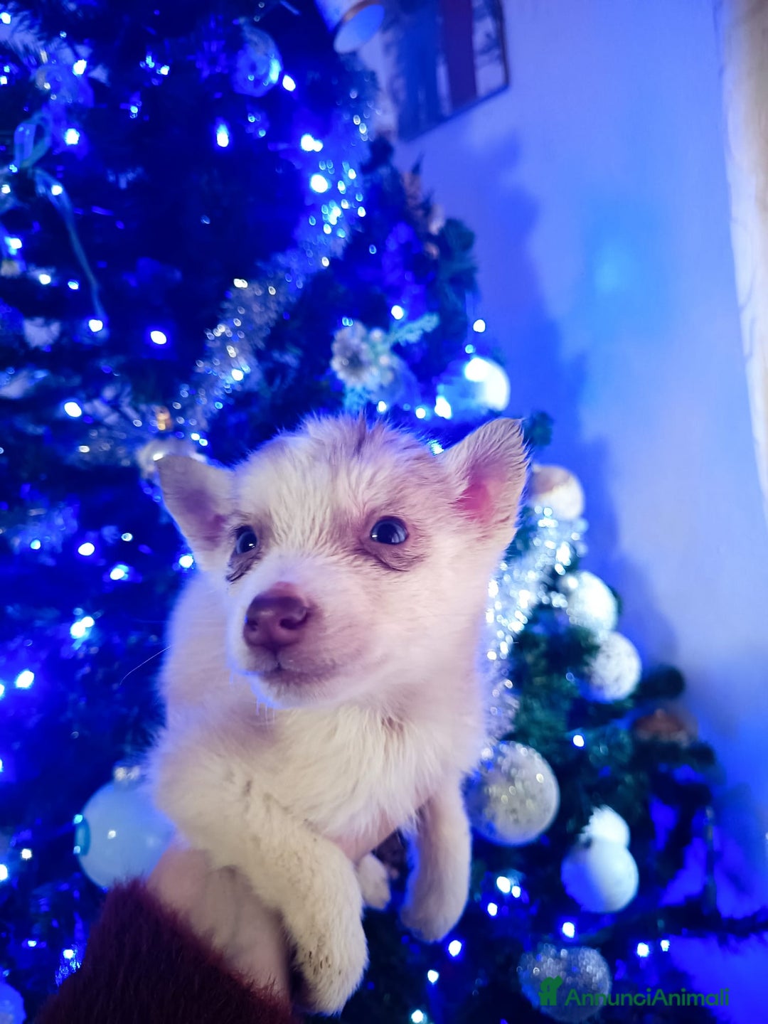 Husky cani in vendita: Husky siberian  - Annuncio 2