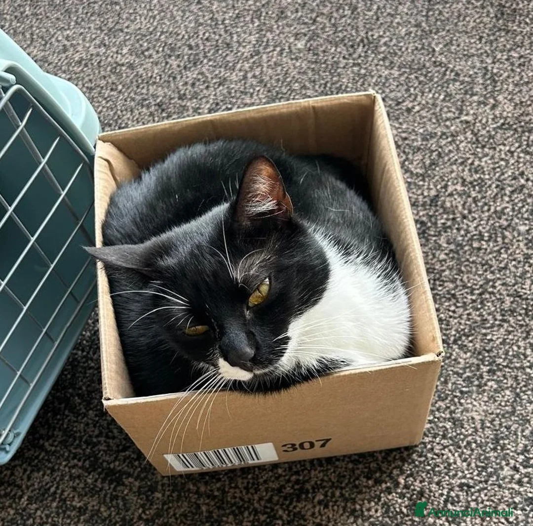 Europeo gatti in regalo: EMY e JAMIE, dolci mici in adozione! - Annuncio 3