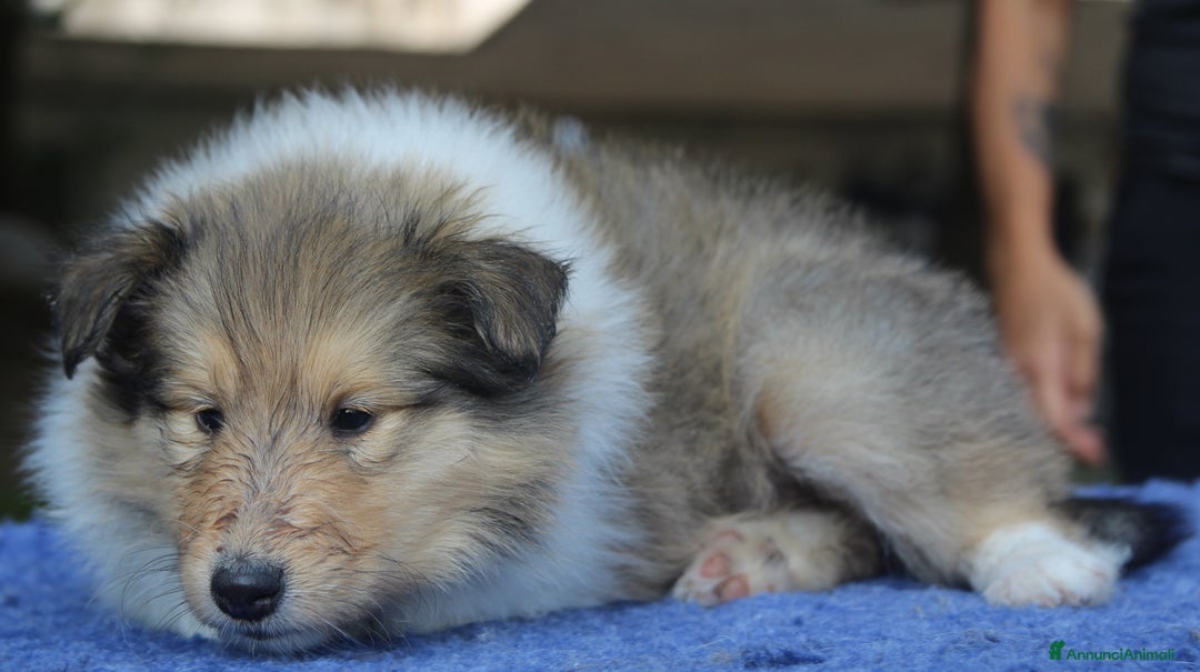 Collie cani in vendita: Cuccioli di collie fulvi - Annuncio 2