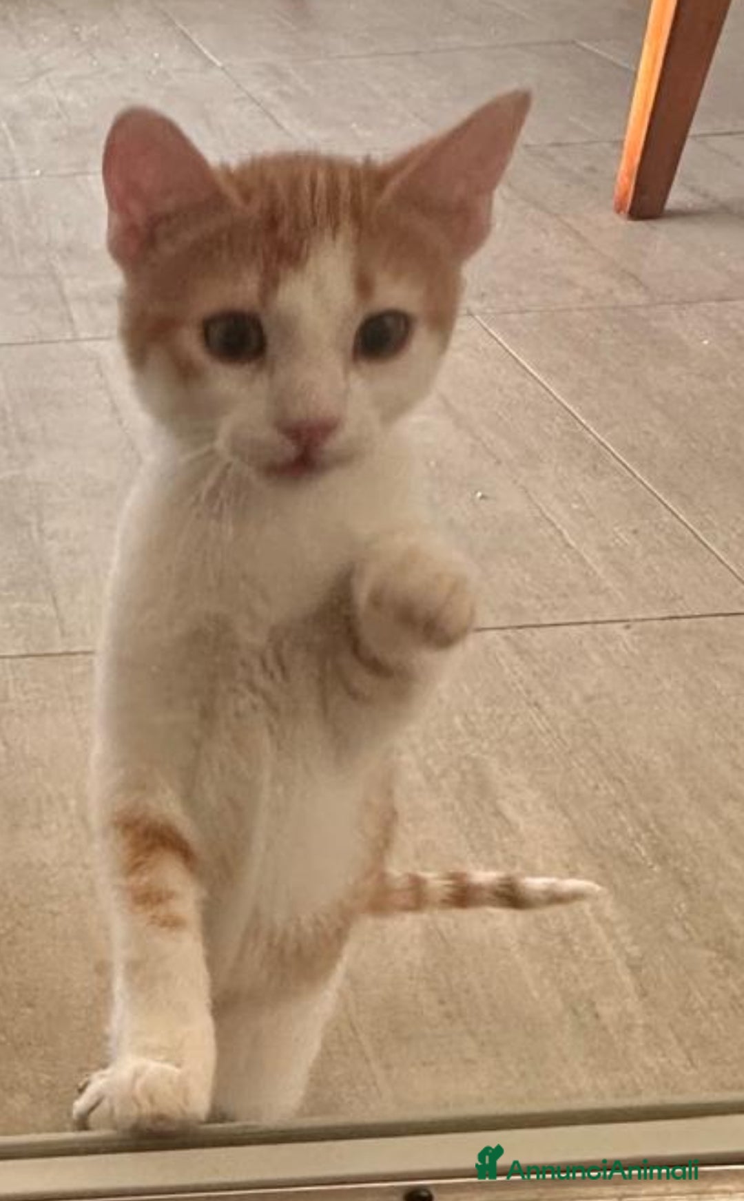 Europeo gatti in regalo: Gattino bianco e rosso - Annuncio 3