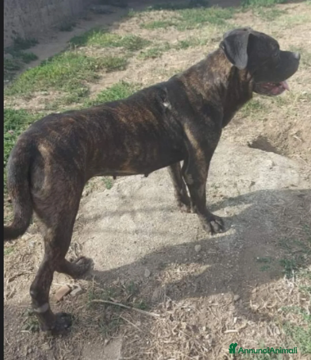 Meticcio cani in regalo: Apollonia sui 4anni mix Corso/Pit in box da sempre - Annuncio 3