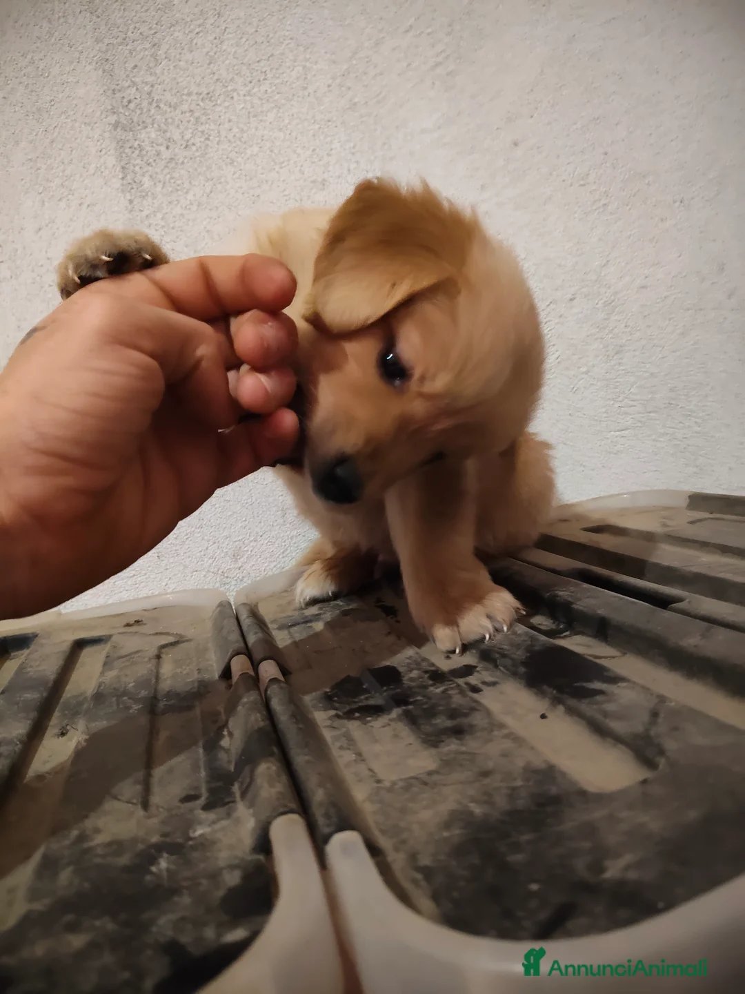 Golden Retriever cani in vendita: Vendesi ultimo cucciolo di Golden retriever  - Annuncio 8