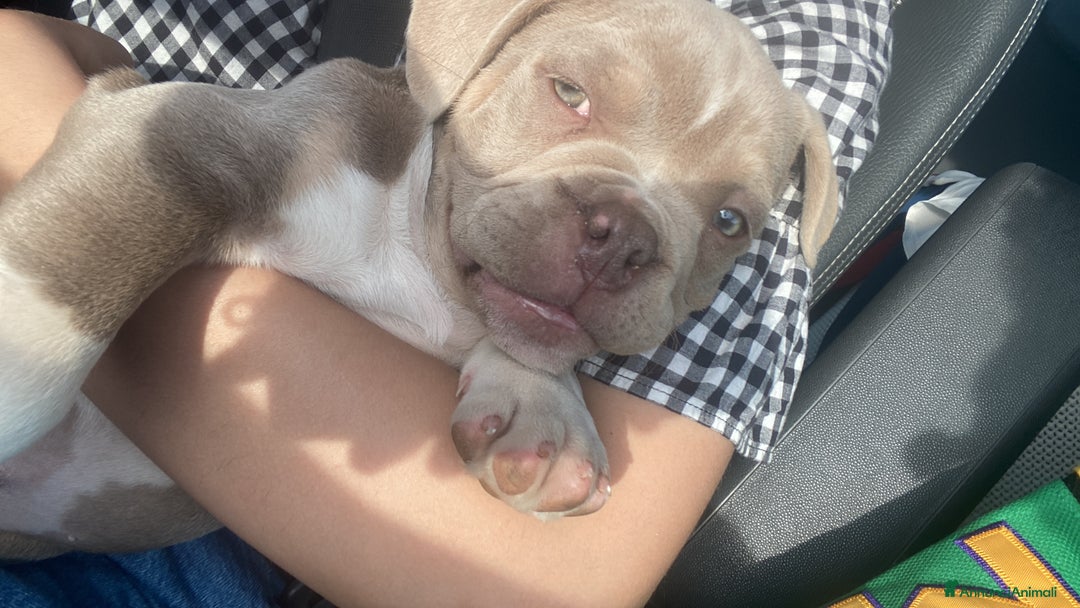 Altre razze cani in regalo: cane di nome Tyson - Annuncio 7