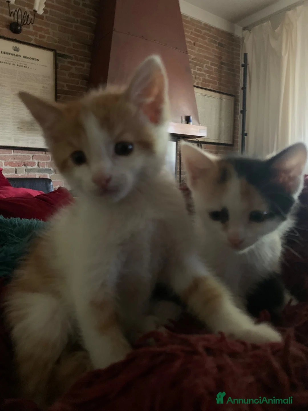 Europeo gatti in regalo: Gattini per adozione  - Annuncio 2