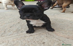 Bulldog Francese cani in vendita: CUCCIOLI DI BULLDOG FRANCESE a Provincia di Cuneo - Immagine 2