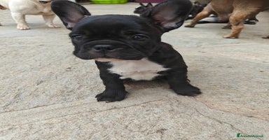 Bulldog Francese cani a Provincia di Cuneo - Annuncio 4