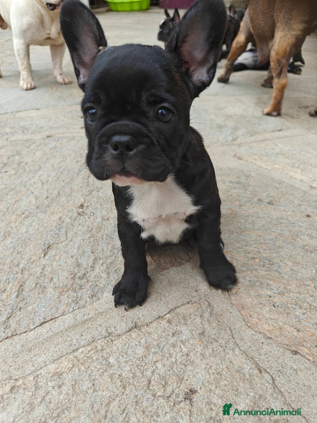 Bulldog Francese cani in vendita: CUCCIOLI DI BULLDOG FRANCESE a Provincia di Cuneo - Immagine 2