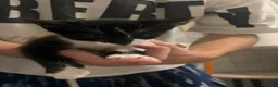 Meticcio gatti in regalo: Regalo gattini nati ad Agosti a Città metropolitana di Roma Capitale - Annuncio 5