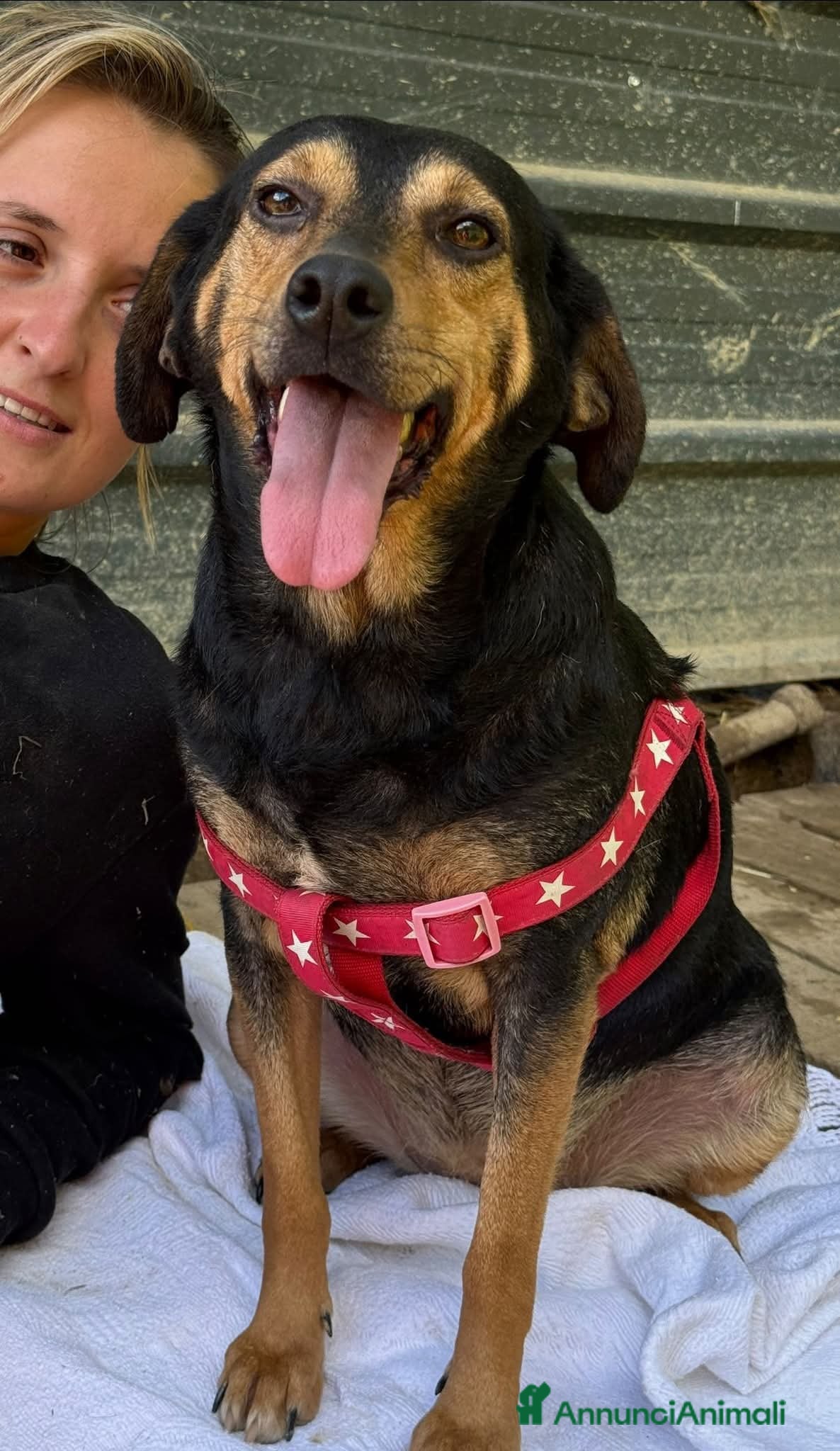 Meticcio cani VANIA, buffissima cagnolina senza famiglia! - Annuncio 2