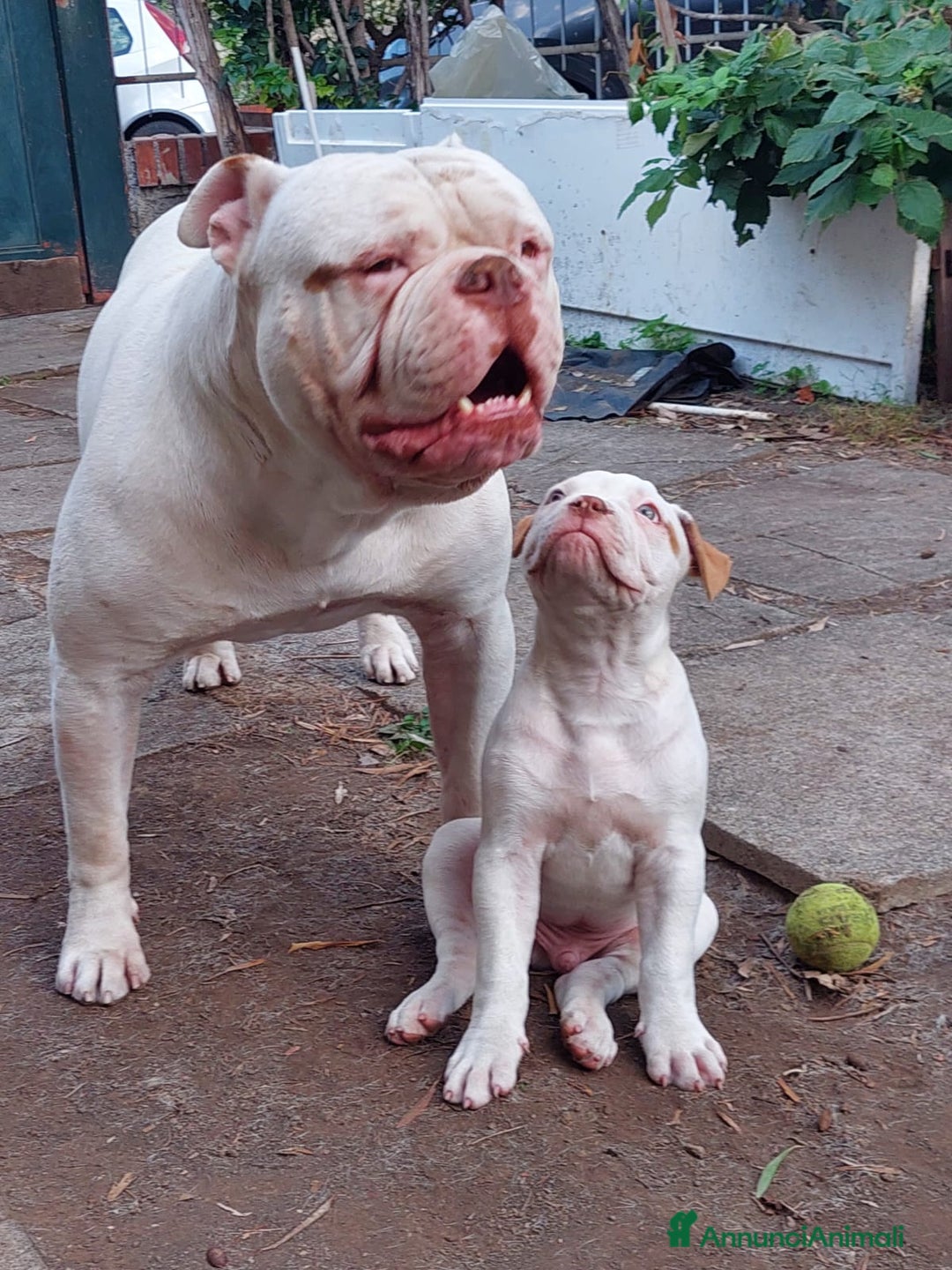 Bulldog cani in vendita: American bulldog  - Annuncio 2