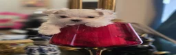 Maltese cani in vendita: 4 Principini bianchi Maltesi - Annuncio 9