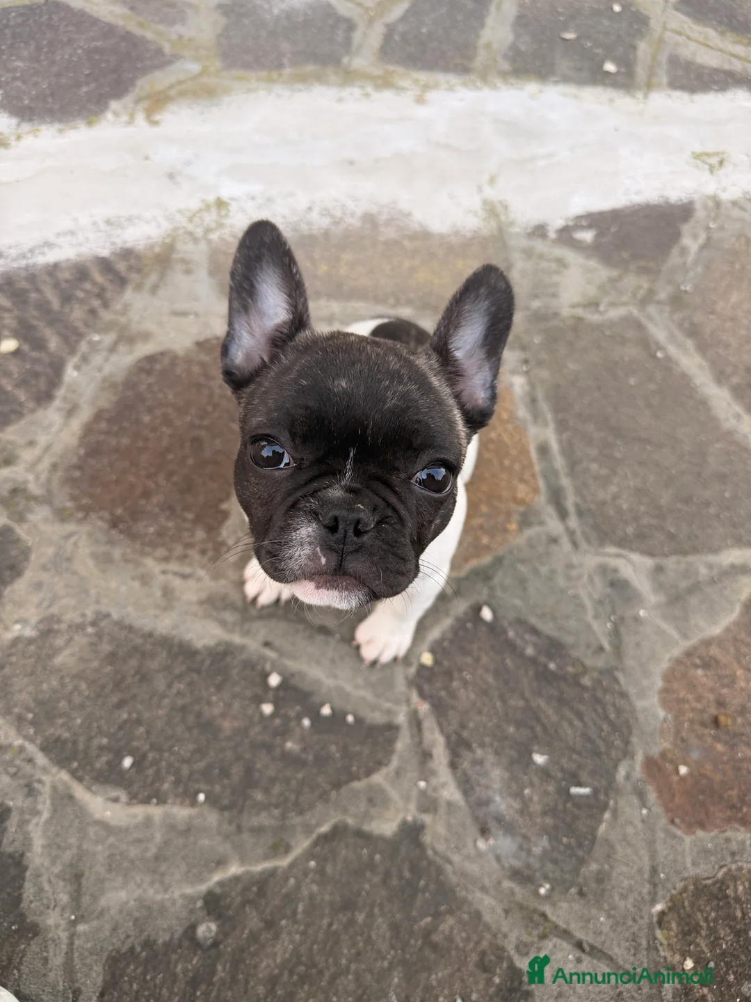 Bulldog Francese cani in vendita: Cucciola  - Annuncio 4