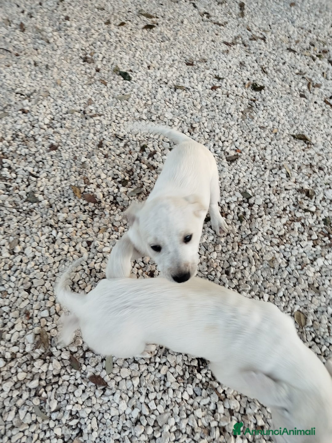 Meticcio cani in regalo: Cuccioli di cane - Annuncio 4