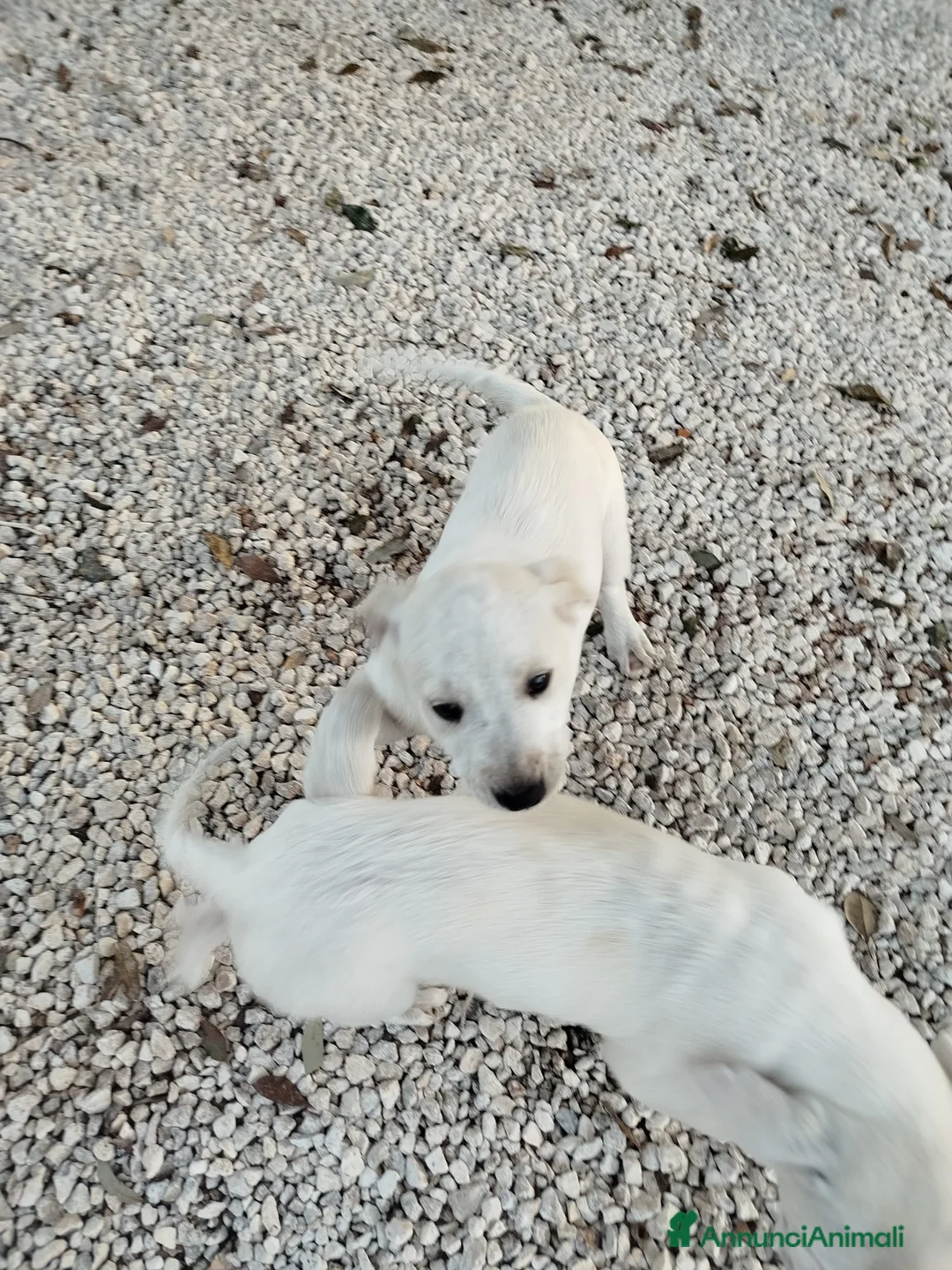 Meticcio cani in regalo: Cuccioli di cane - Annuncio 4