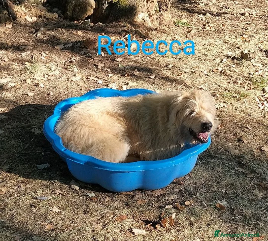 Altre razze cani in regalo: REBECCA dolcissima rimasta sola 9anni - Annuncio 6