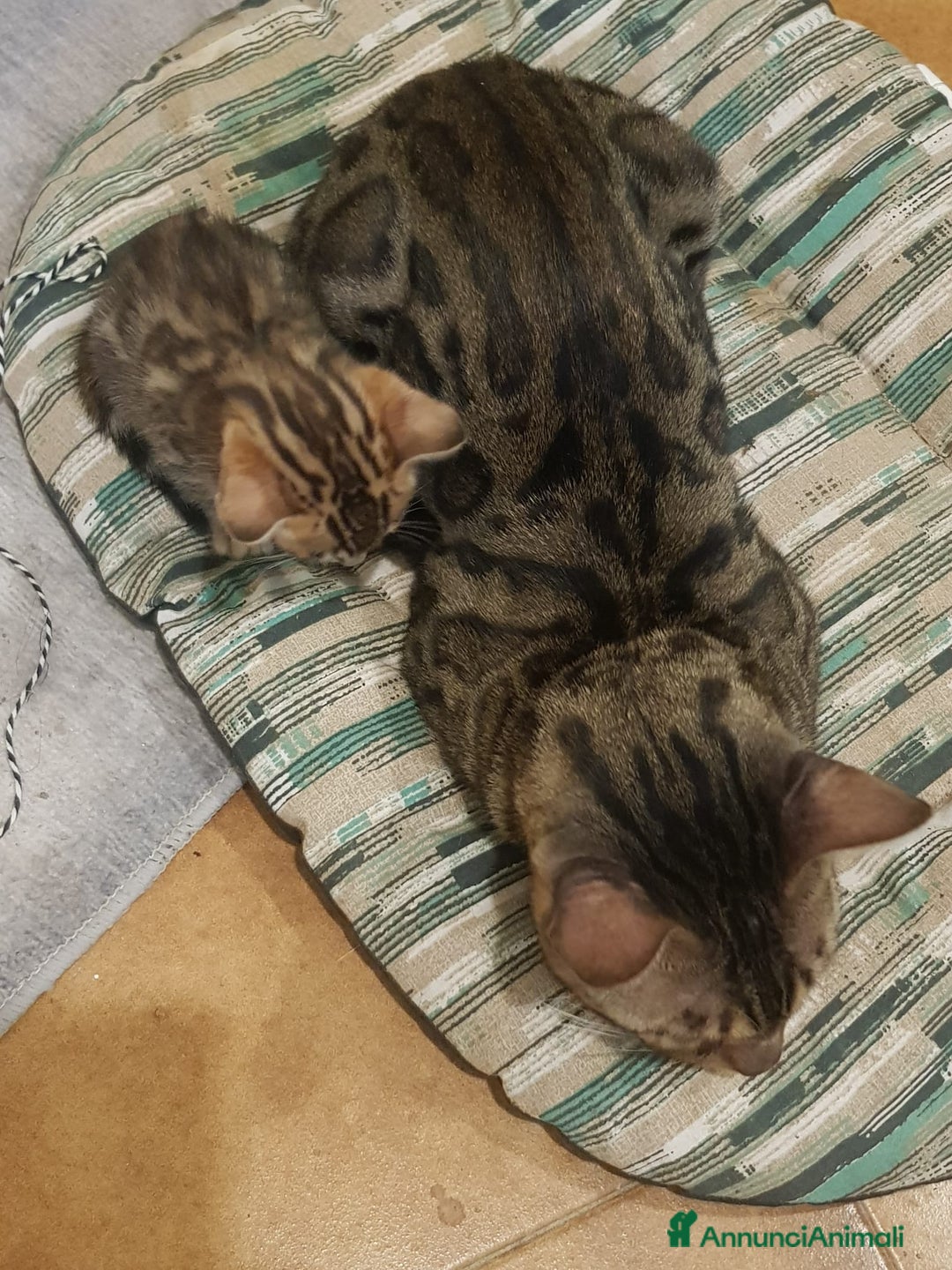 Bengala gatti in vendita: dolcissimi cuccioli di Bengala con pedigree  - Annuncio 6