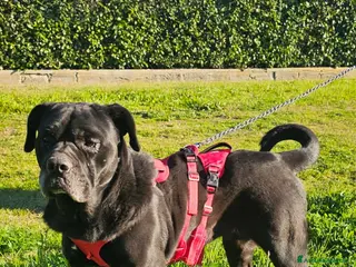 Altre razze cani aurelia - Annuncio 7